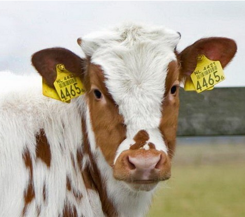 Ear tags for animals