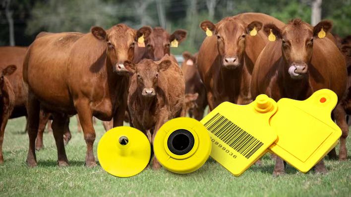 Electronic Ear Tag For Cattle