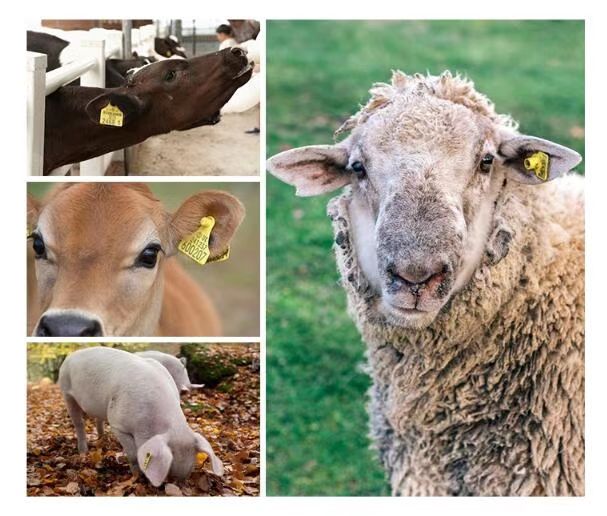 Rfid animal ear tags