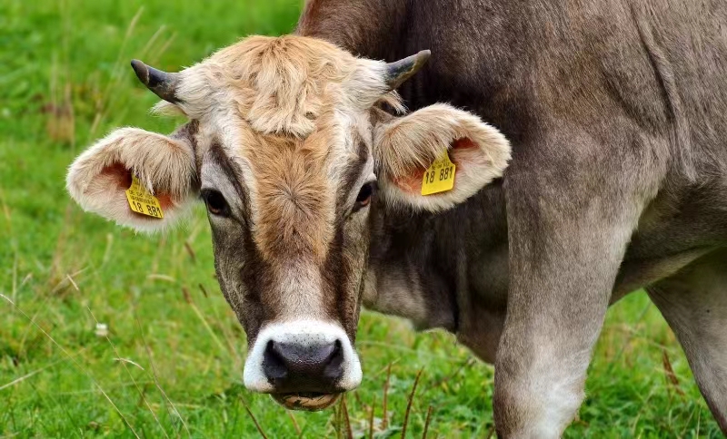 Ear Tags For Cows