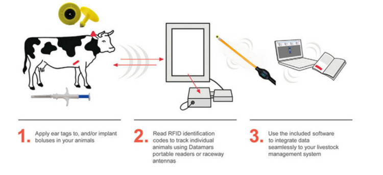 Rfid Sheep Ear Tag