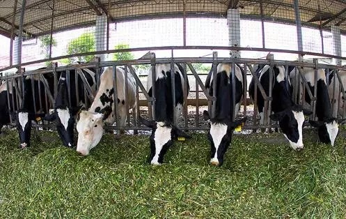 Application of RFID animal husbandry traceability management system