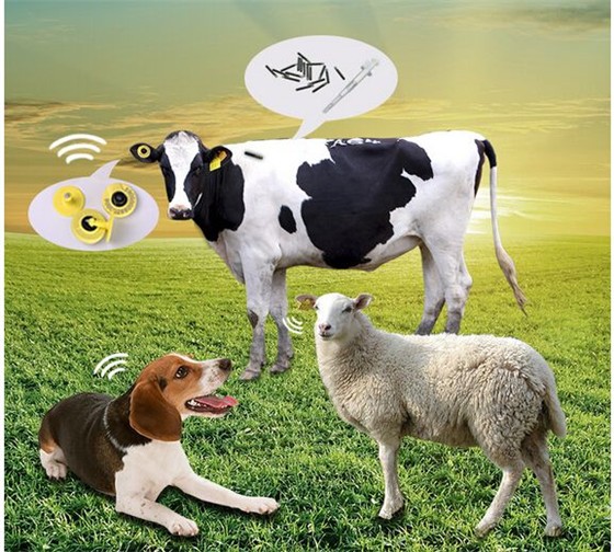 Animal Food Traceability System RFID Solution--RFID Animal ear Tag