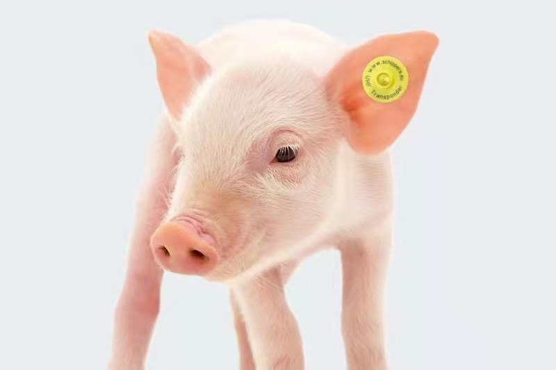 China Center for Animal Disease Control and Prevention: Strengthening the pilot of livestock electronic ear tags