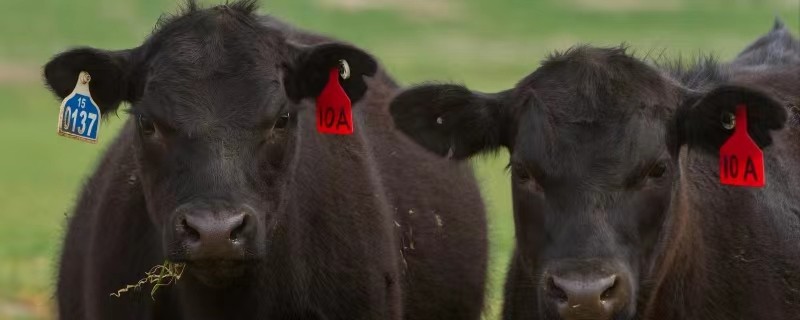 Qinghai Zhiduo: "cloud" ranch "wisdom" cattle raising
