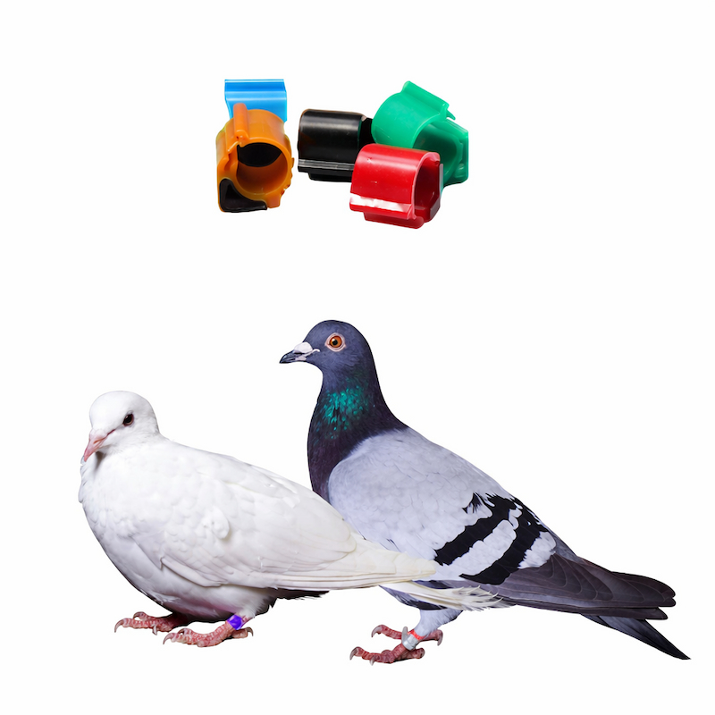 RFID leg band application in pigeon breeding management