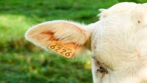 Low Frequency vs. Ultra-High Frequency RFID Animal Ear Tags: Have You Made the Right Choice?