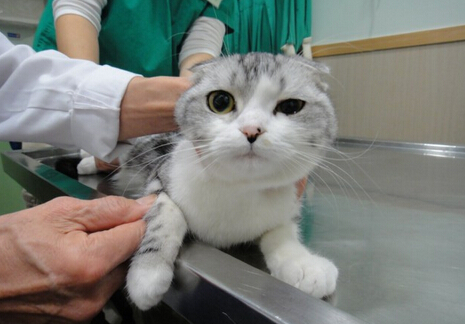 RFID pet management system