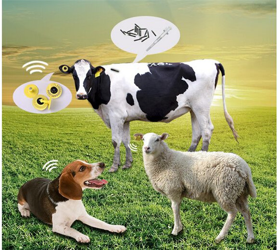 Animal Food Traceability System RFID Solution--RFID Animal ear Tag