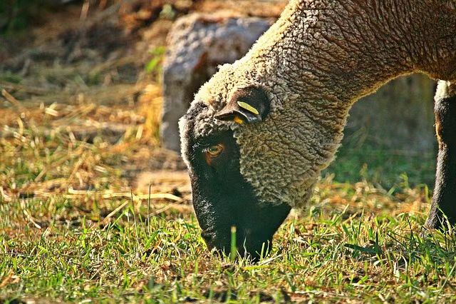 The black goats in Qingyuan Lianshan 